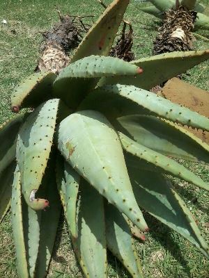 Aloe_marlothii
